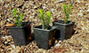 Monkey Puzzle Tree Seedlings Collection, Single Plant, 7cm pots.