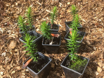 Monkey Puzzle Tree Seedlings Collection, Single Plant, 7cm pots.