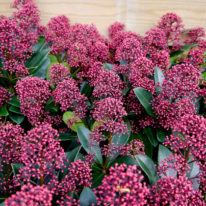 Skimmia Japonica Rubella in 2L Pot, Bushy Evergreen Flowering Shrub