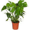 Indoor 30-40cm Potted Monstera Deliciosa Swiss Cheese Plant