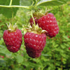 Premium Raspberry 'Polka' Plants Autumn Bliss Fruit Plants - Pack of 5 Canes