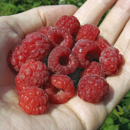 Premium Raspberry 'Polka' Plants Autumn Bliss Fruit Plants - Pack of 5 Canes