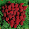 Premium Raspberry 'Polka' Plants Autumn Bliss Fruit Plants - Pack of 5 Canes