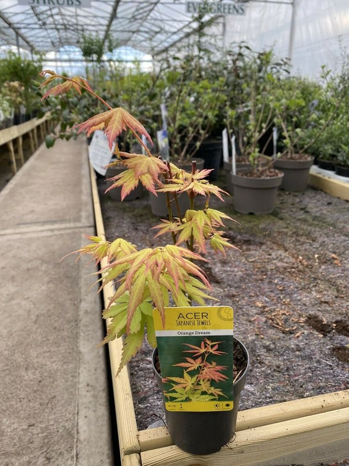 Acer palmatum Orange Dream-Japanese Maple | Very Healthy & A Great Size For 9cm |