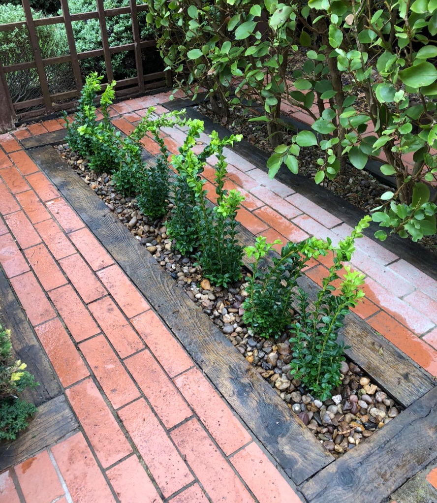 Pack of 6 Buxus Sempervirens Box Hedging Buxus Sempervirens Box Hedging Approximately 20cm Tall - Evergreen Hedge Plants