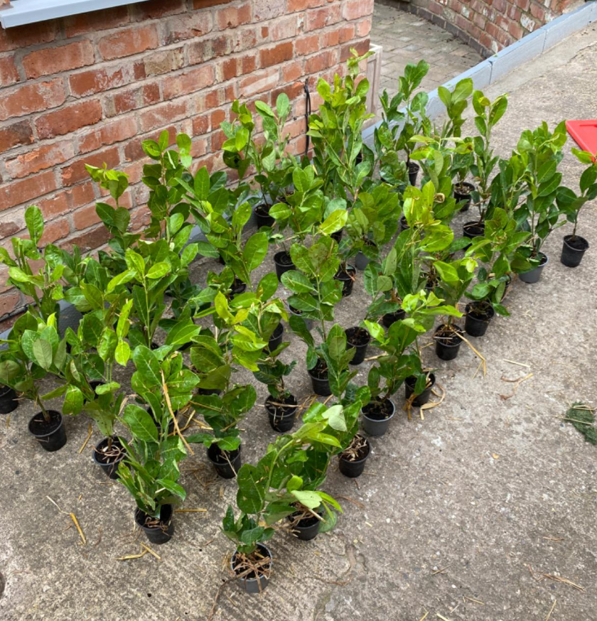 150×(30-45cm) Cherry Laurel Hedging  Tall Strong Evergreen Plants Supplied Potted Not Bareroot