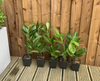 (1.5-2ft) tall Cherry Laurel Hedging