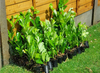 150×(30-45cm) Cherry Laurel Hedging  Tall Strong Evergreen Plants Supplied Potted Not Bareroot