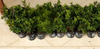 50 x Buxus Sempervirens (Box Hedging) Evergreen 15-25cm in 9cm Pot