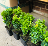 50 x Buxus Sempervirens (Box Hedging) Evergreen 15-25cm in 9cm Pot