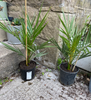 Hardy Phoenix Palm, 2 Trees 60-80cm 15cm pot Tall Pot Exotic Patio Plants