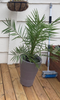 Hardy Phoenix Palm, 2 Trees 60-80cm 15cm pot Tall Pot Exotic Patio Plants