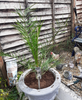 Hardy Phoenix Palm, 2 Trees 60-80cm 15cm pot Tall Pot Exotic Patio Plants