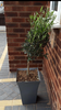 Pair of Hardy Standard Olive Trees 80cm Tall in 18cm Pots - Potted Trees for Gardens - Established Potted Trees for Patios