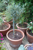 Pair of Hardy Standard Olive Trees 80cm Tall in 18cm Pots - Potted Trees for Gardens - Established Potted Trees for Patios