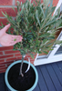 Pair of Hardy Standard Olive Trees 80cm Tall in 18cm Pots - Potted Trees for Gardens - Established Potted Trees for Patios