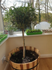 Pair of Hardy Standard Olive Trees 80cm Tall in 18cm Pots - Potted Trees for Gardens - Established Potted Trees for Patios