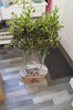 Pair of Hardy Standard Olive Trees 80cm Tall in 18cm Pots - Potted Trees for Gardens - Established Potted Trees for Patios