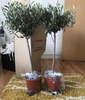 Pair of Hardy Standard Olive Trees 80cm Tall in 18cm Pots - Potted Trees for Gardens - Established Potted Trees for Patios