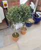 Pair of Hardy Standard Olive Trees 80cm Tall in 18cm Pots - Potted Trees for Gardens - Established Potted Trees for Patios