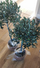 Pair of Hardy Standard Olive Trees 80cm Tall in 18cm Pots - Potted Trees for Gardens - Established Potted Trees for Patios