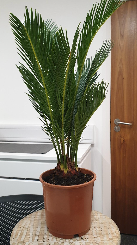 Cycas Revoluta | Indoor 30-40cm Potted Sago Palm | Houseplants for Sale