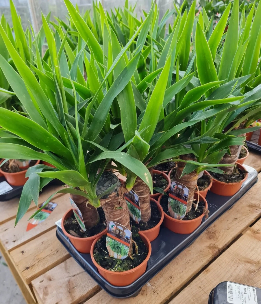 Yucca Elephantipes Plant - Live Premium Evergreen Indoor Houseplant In 12cm Pot