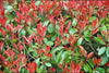 Christmas Berry / Photinia fraseri 'Red Robin' 35-45cm Tall grown in 9cm pots