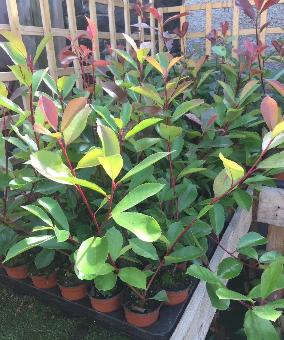 10 Christmas Berry / Photinia fraseri 'Red Robin' 35-45cm Tall grown in 9cm pots