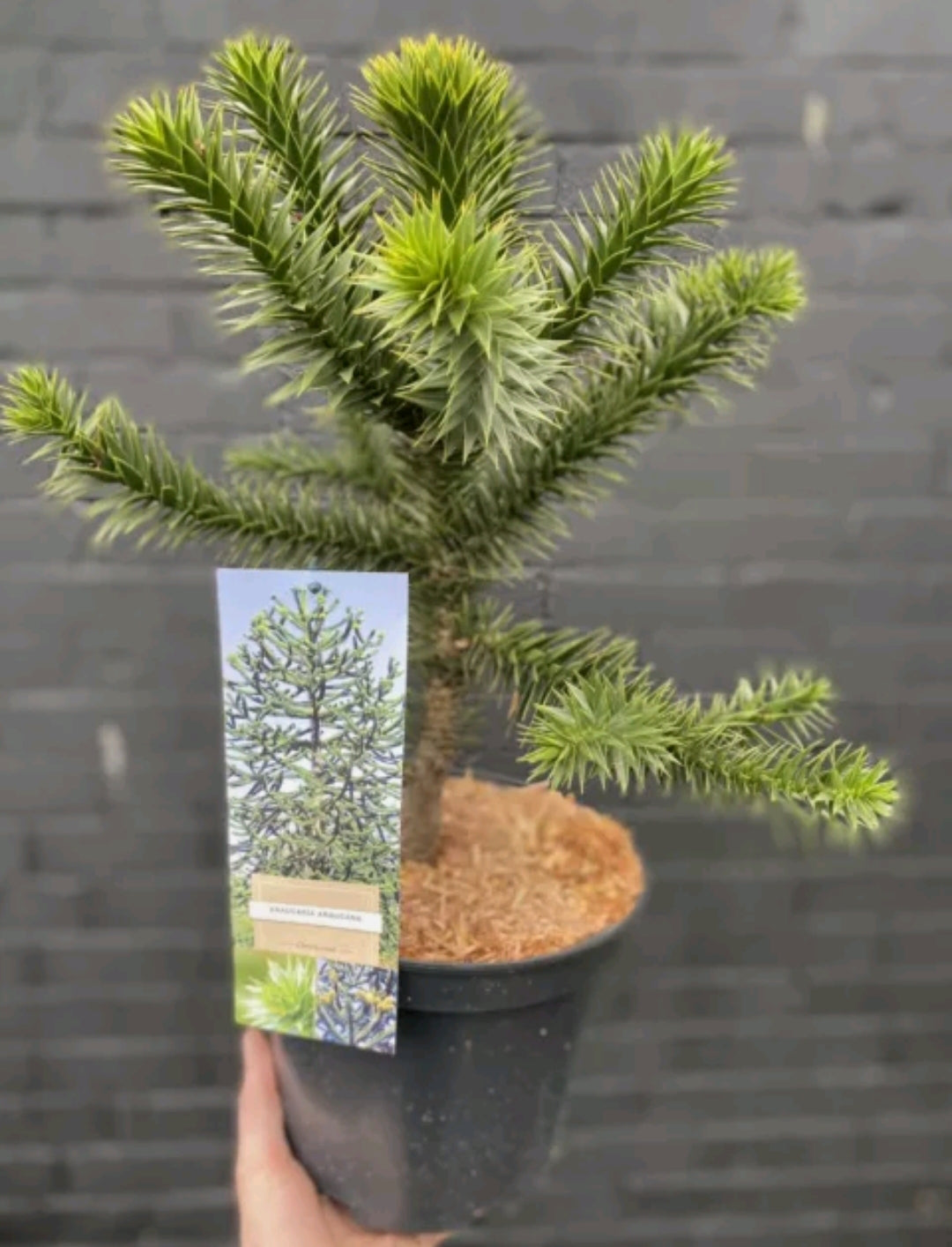 Monkey puzzle Tree (Araucaria) Living fossil XXL 5L Pot 60cm Plant To Your Door