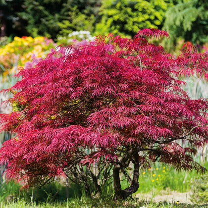 Acer Palmatum Atropurpureum Hardy Japanese Garden Maple Tree 10.5cm potted plant