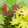 Japanese Acer palmatum 'Festival' - 3 colours in one pot