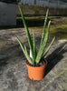 Aloe Vera Succulent Plant - 25-30cm In Height Inc Pot - Perfect for Beginners