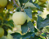 Apple Tree "Golden Delicious" - 1.4m in Height - Malus Apple Tree Ready to Plant