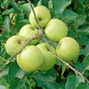 Apple Tree "Golden Delicious" - 1.4m in Height - Malus Apple Tree Ready to Plant