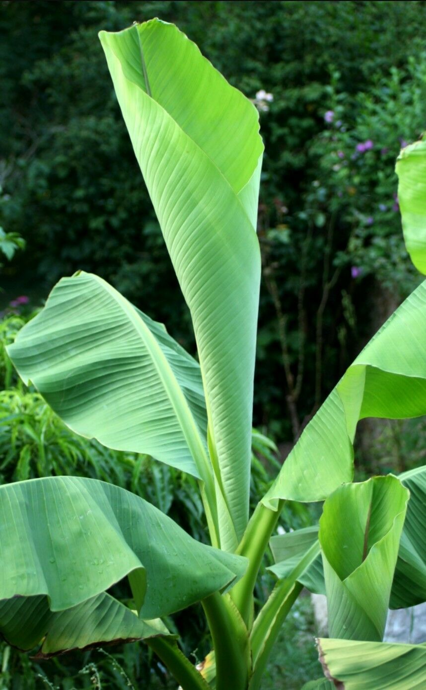 Banana  Tree - one of the only hardy Edible banana fruits! Allotments etc! seeds