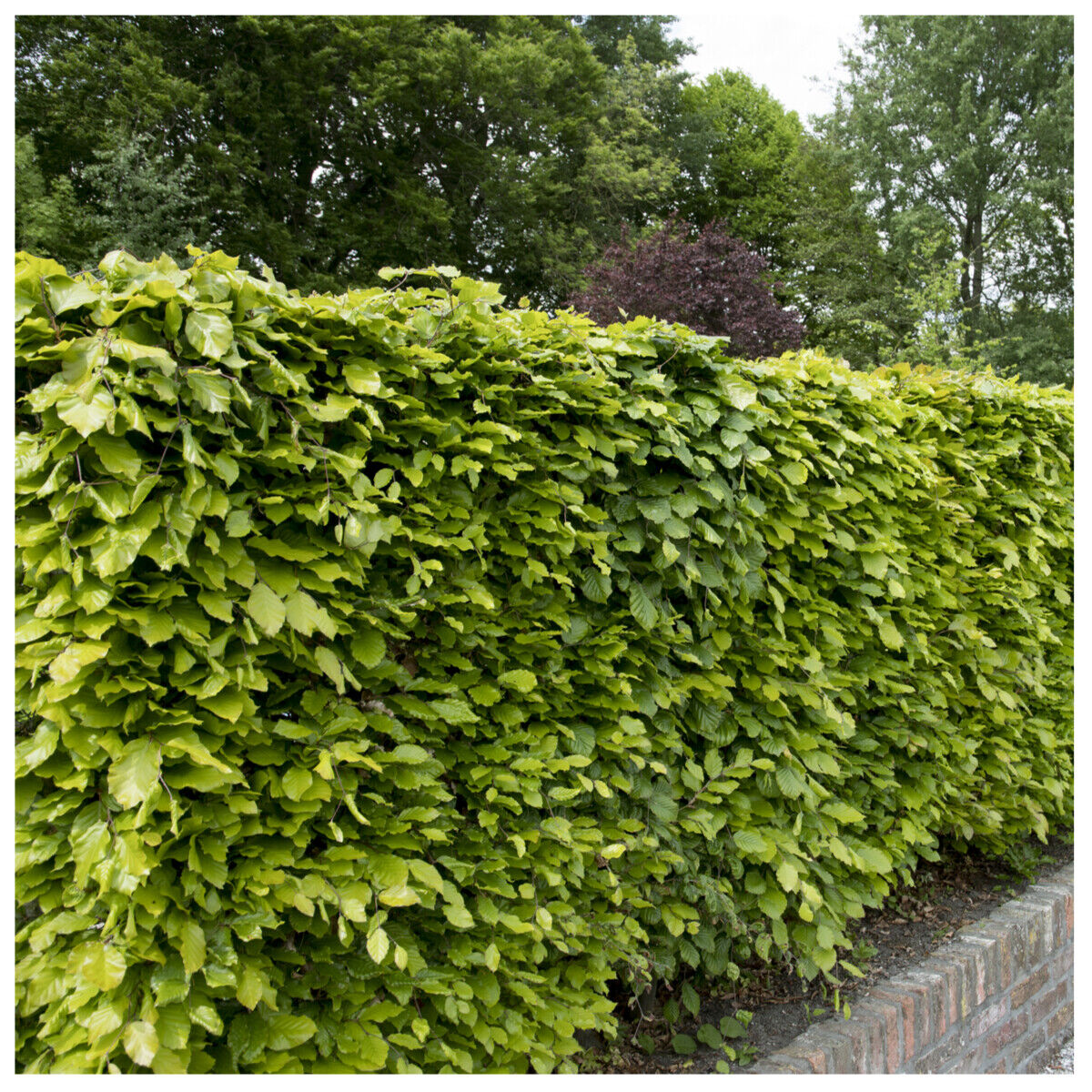 10 Green Beech Hedging Plants 2-3ft Fagus Sylvatica Trees,Brown Winter Leaves