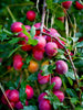 Big Juicy Victoria Plum Tree, 4-5ft Tall, Sweet Juicy and Tasty, Ready to Fruit