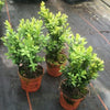 Pack of 6 Buxus Sempervirens Box Hedging Buxus Sempervirens Box Hedging Approximately 20cm Tall - Evergreen Hedge Plants