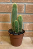 Large Weberbaurocereus Winterianus Cactus Home/indoors x1 tall 12cm cacti