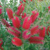 Callistemon Bottlebrush Plant 30cm Tall - Exotic Patio Plant for Gardens