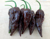 Chocolate Naga Jolokia Chilli Seeds - Bhut Jolokia - Ghost Chilli