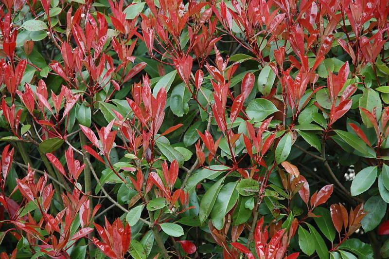 15 Photinia Red Robin Hedging Plants 35-45cm Bushy Evergreen Hedge Shrubs
