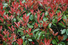 Photinia Red Robin Hedging Plants 35-45cm Bushy Evergreen Hedge Shrubs
