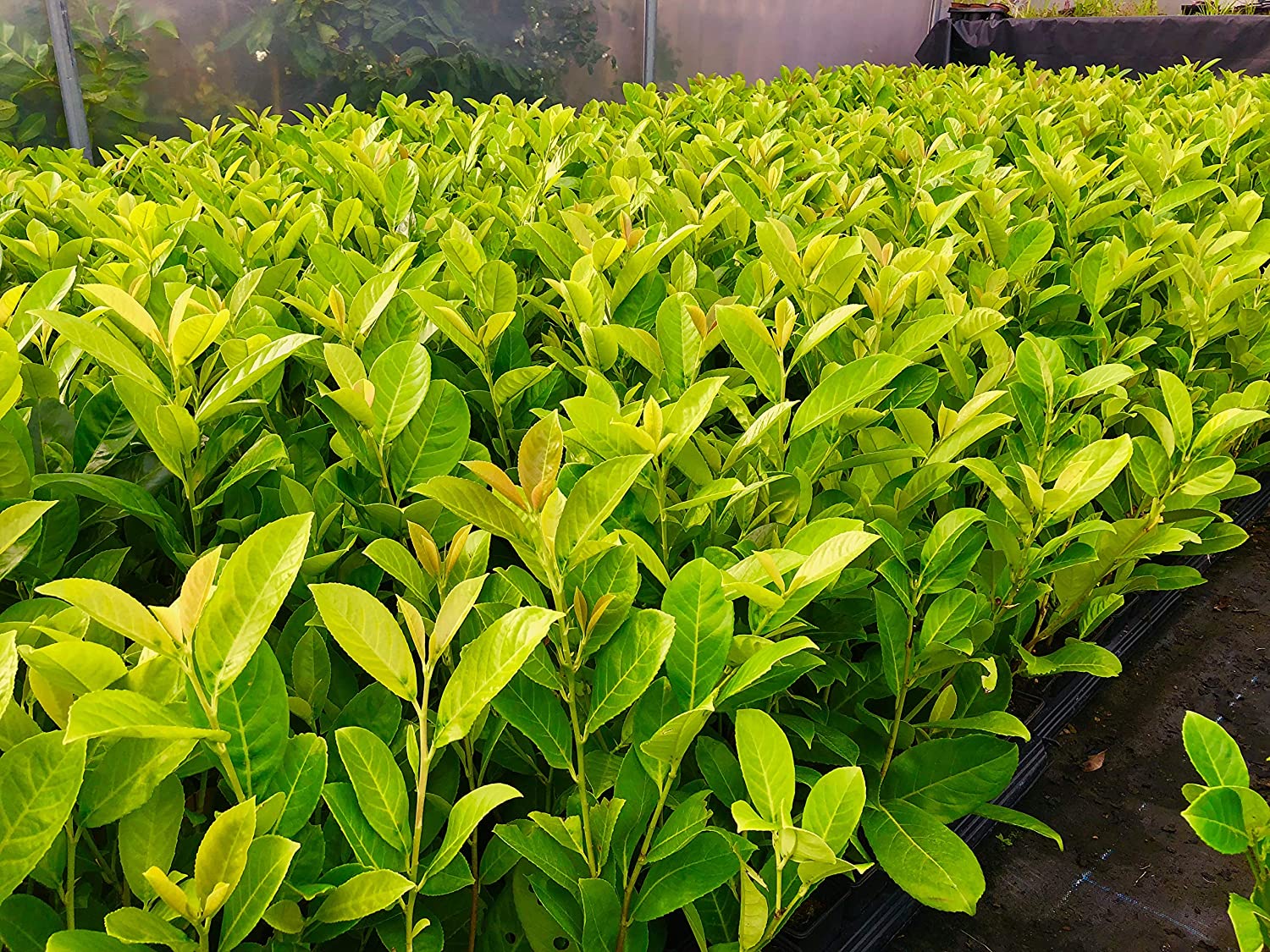 60× (35-50cm) tall Cherry Laurel Hedging  Strong Evergreen Plants Supplied Potted Not Bareroot