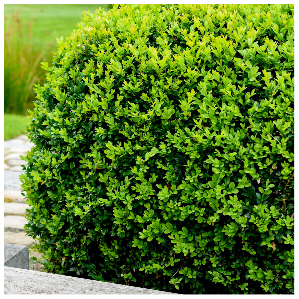 25 Common Box 30-40cm, Buxus Sempervirens,Big Bushy Evergreen Hedging Plants