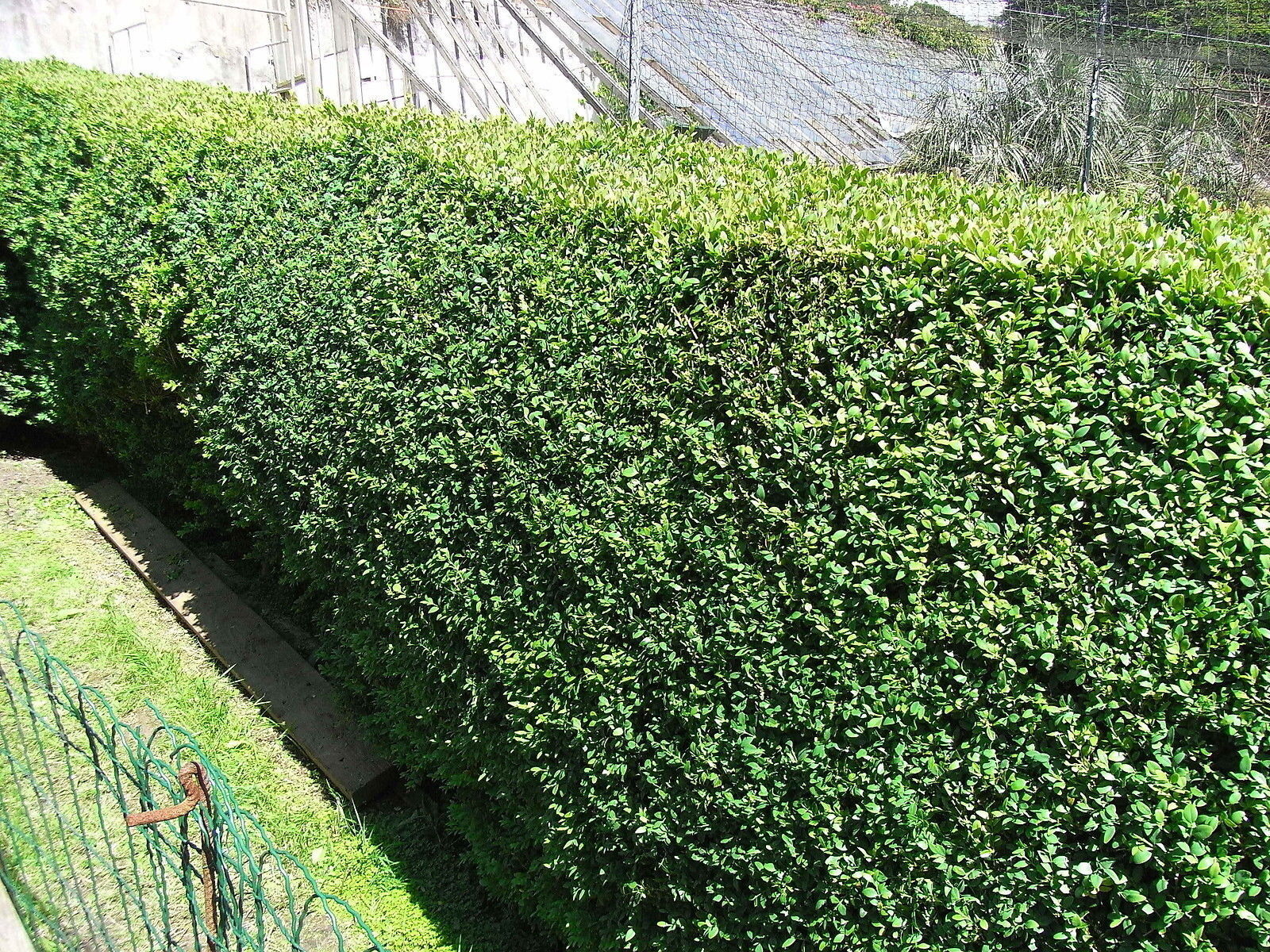 20 Common Box 30-40cm, Buxus Sempervirens,Big Bushy Evergreen Hedging Plants