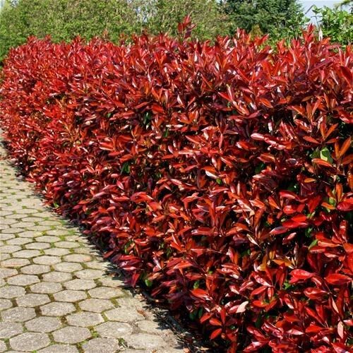 15 Photinia Red Robin Hedging Plants 35-45cm Bushy Evergreen Hedge Shrubs