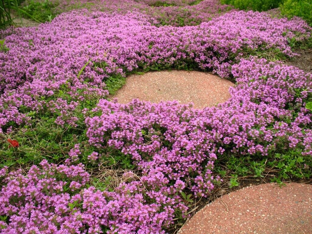 Creeping Thyme - Garden Plant Herb - Viable 20 Seeds