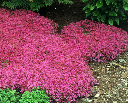 Pink Creeping Thyme Seeds